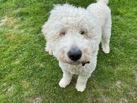 Labradoodle