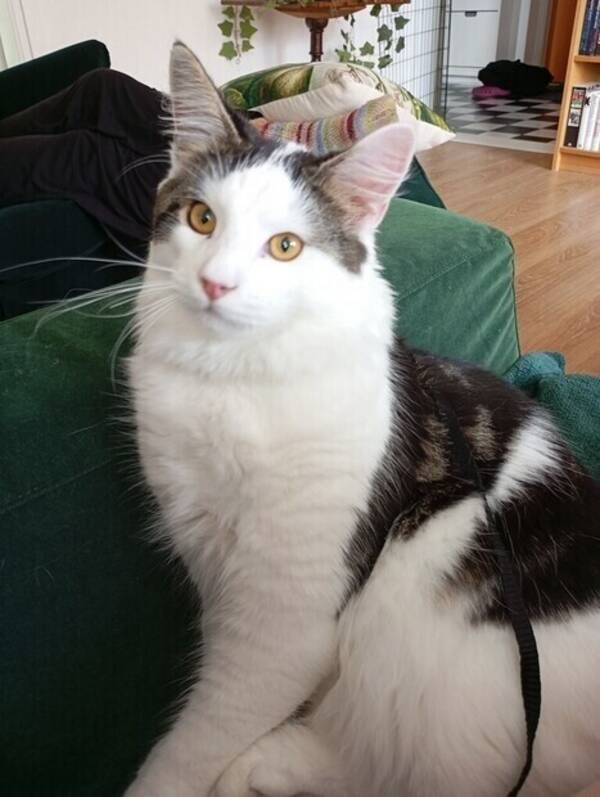 Katt - Sune 8 månader, 50% Maine Coon och så ka