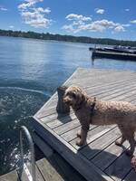 Labradoodle Freddie