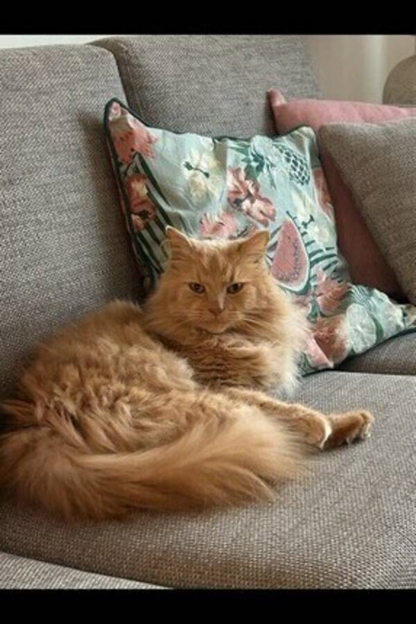 Katt - Katten Baloo