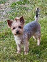 Bodil