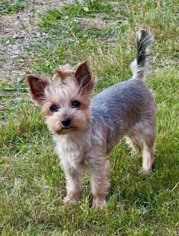 Hund - Bodil