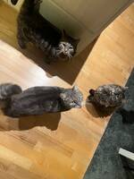 3 katter