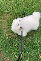 Coton de Tular