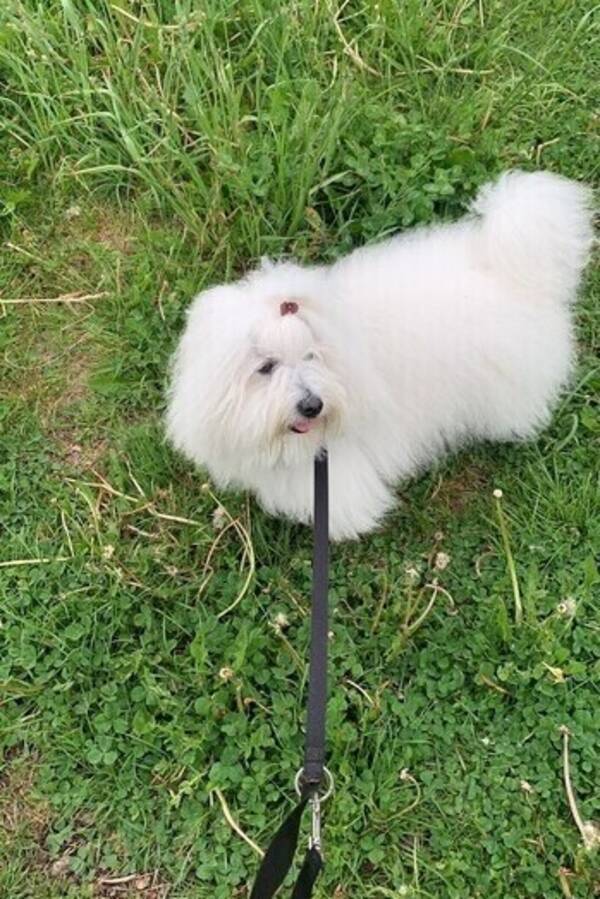 Hund - Coton de Tular