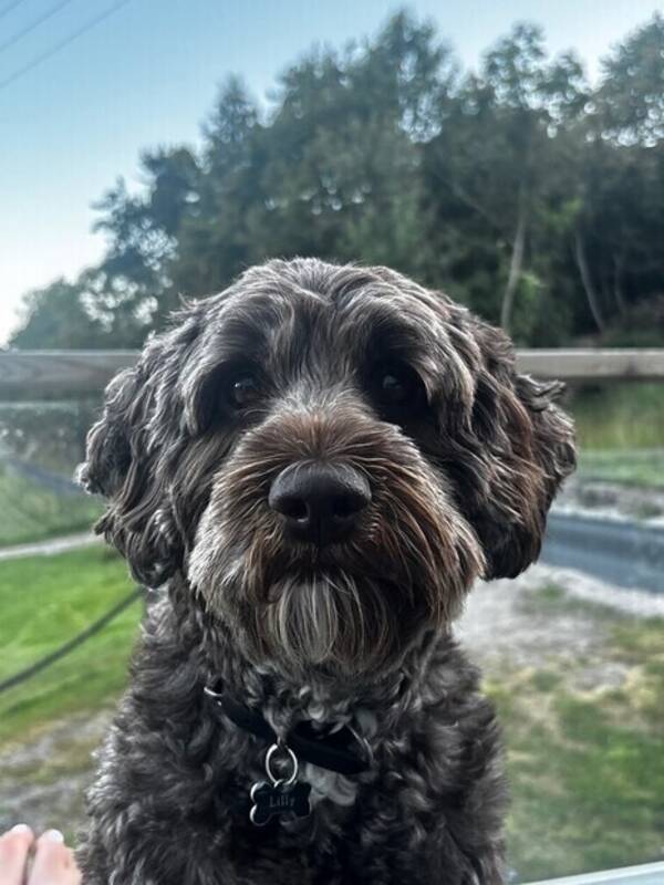 Hund - Lilly 