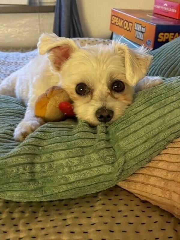 Hund - Maltipoo King