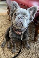 Fransk Bulldog 