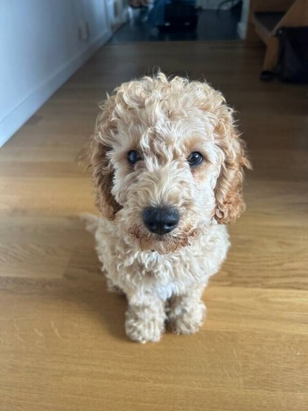 Hund -  Mellan pudel (Buster)