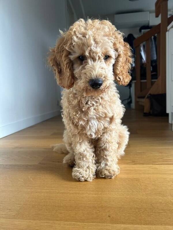 Hund -  Mellan pudel (Buster)