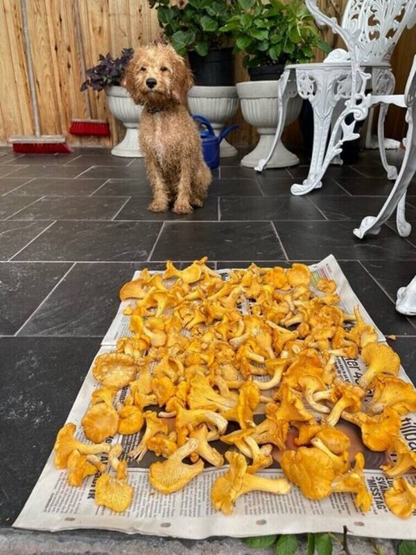 Hund -  Mellan pudel (Buster)