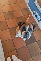 Boxer