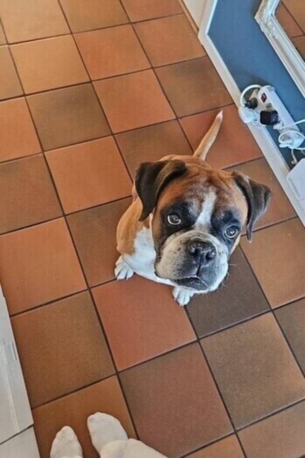 Hund - Boxer