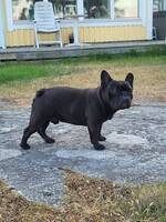 Fransk Bulldog, Odin 5 år