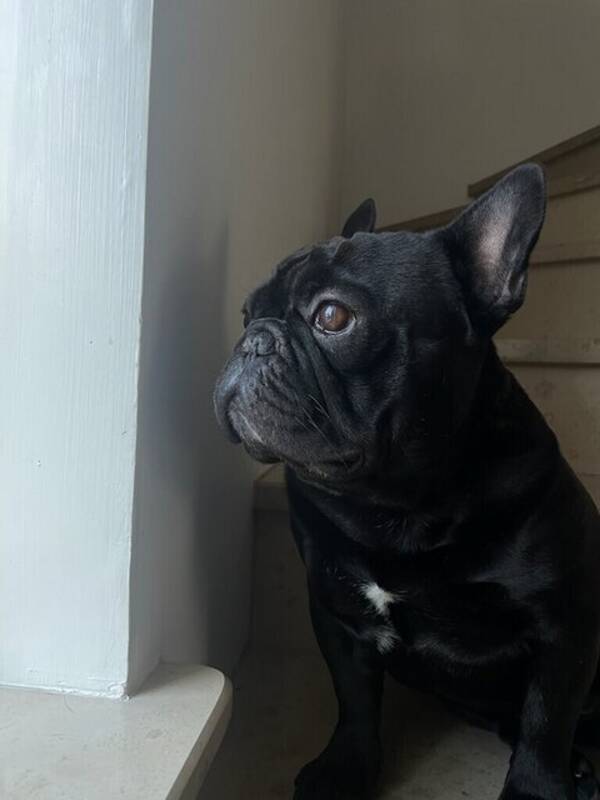 Hund - Fransk Bulldog, Odin 5 år