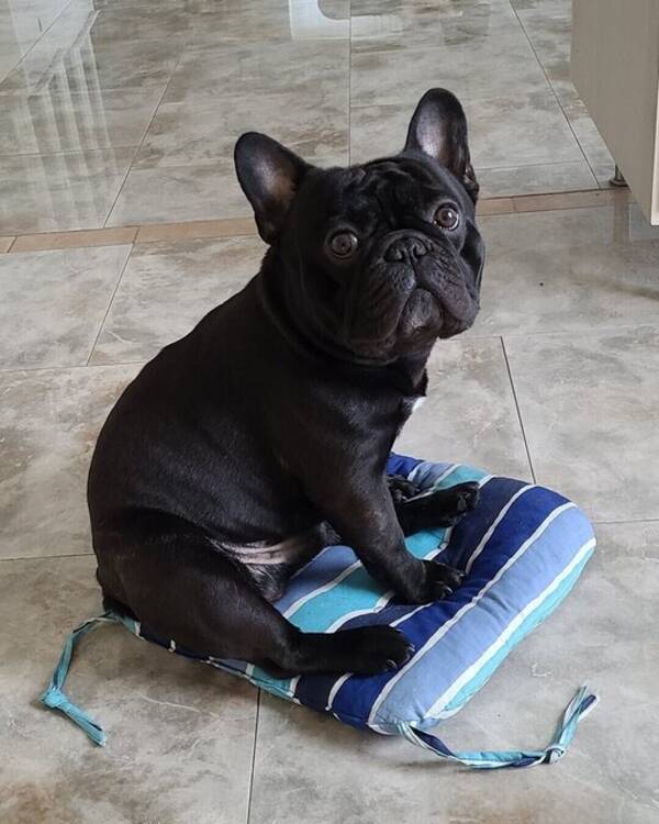 Hund - Fransk Bulldog, Odin 5 år