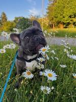 Elton Bulldog 