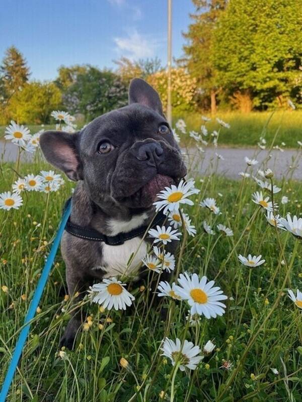 Hund - Elton Bulldog 