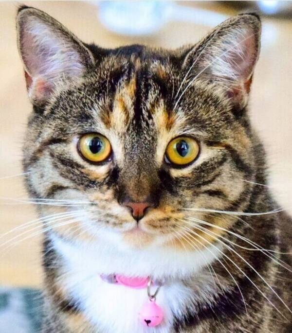 Katt - Ella 