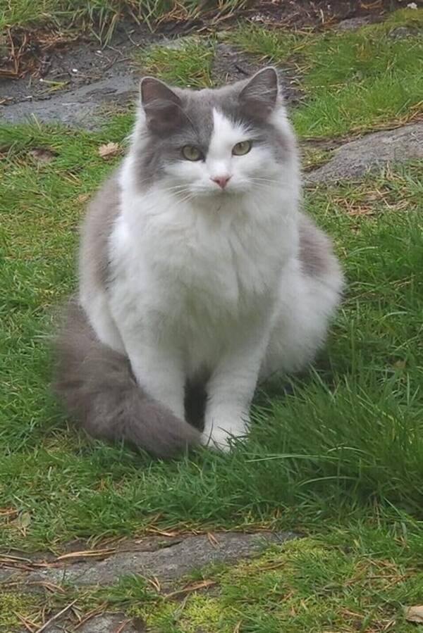 Katt - Smulan och Freja
