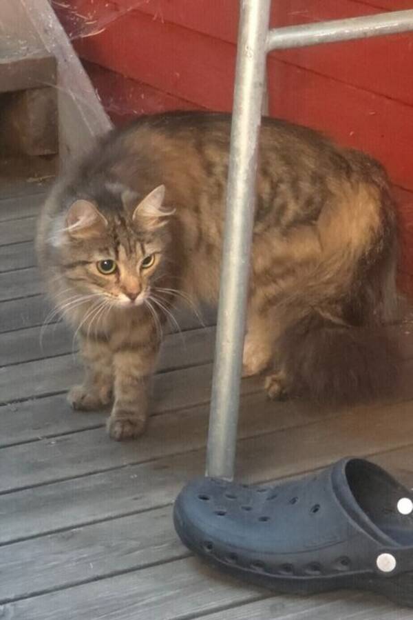 Katt - Smulan och Freja