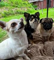 Chihuahua och mops