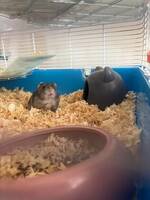 Hamster nalle