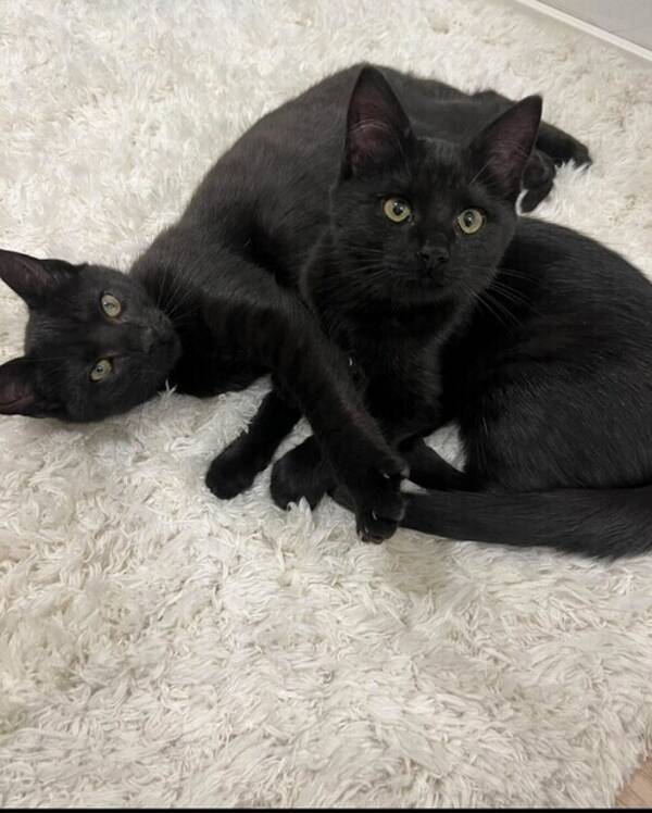 Katt - Två svarta katter . 