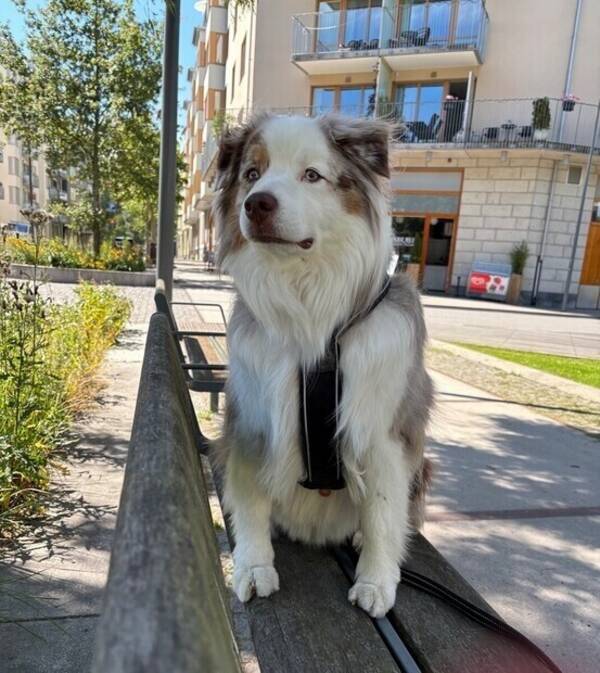 Hund - Love Aussie