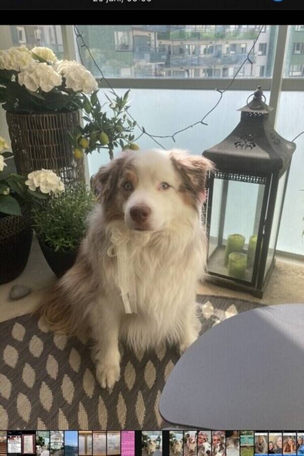 Hund - Love Aussie