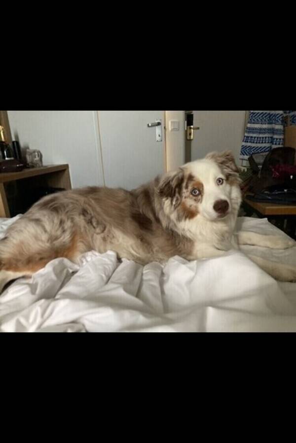 Hund - Love Aussie