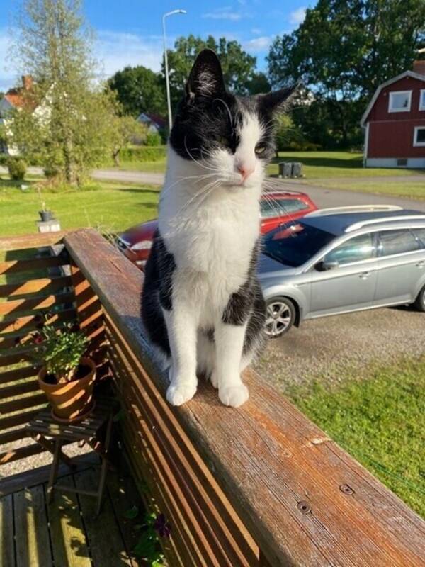 Katt - Batman