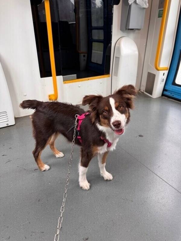 Hund - Miniature American Shepherd