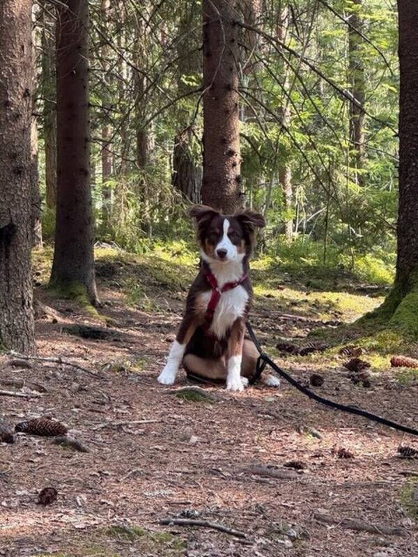 Hund - Miniature American Shepherd