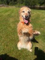 Golden retriever