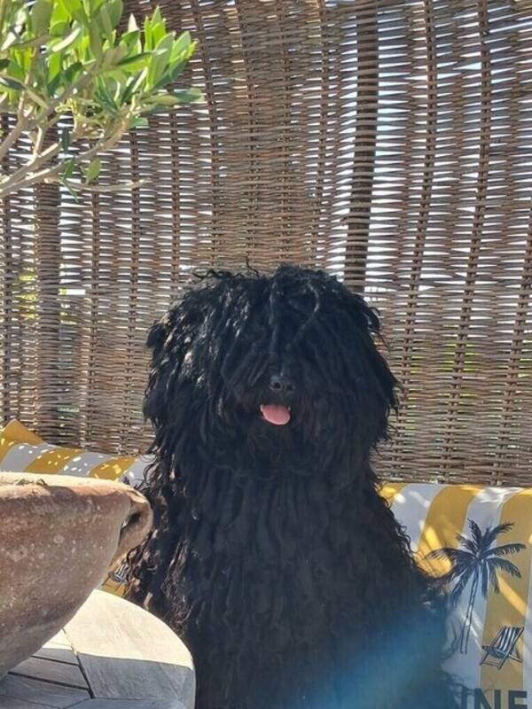 Hund - Pulin Csipke