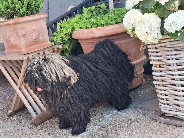 Hund - Pulin Csipke