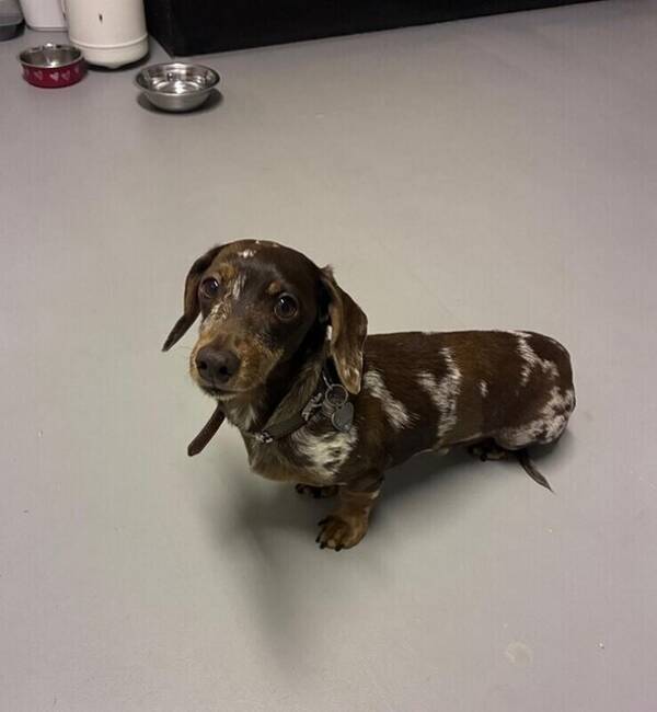 Hund - Franz Kanintax