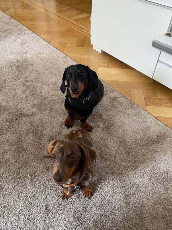 Hund - Dvärgtax, Seppel