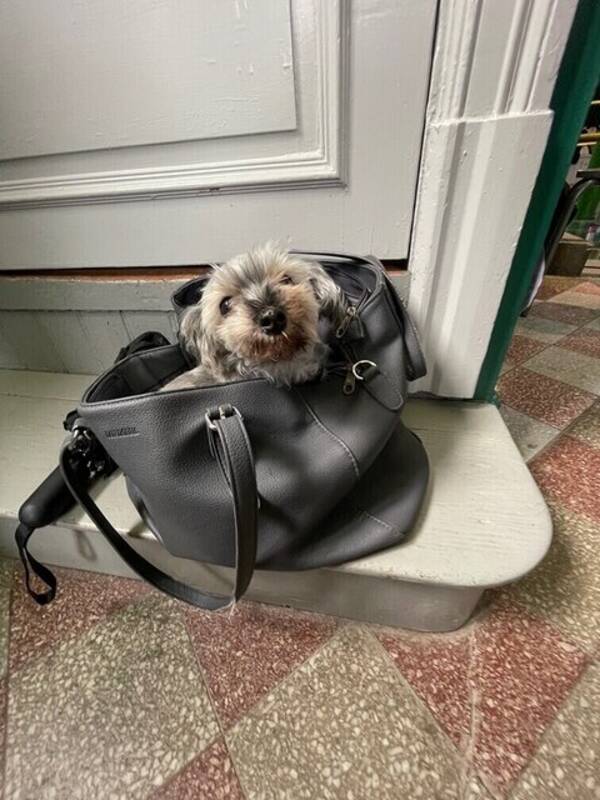 Hund - Lilla Leya 