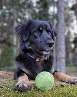 Lovis från Rumänien 