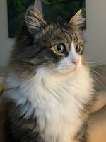 Italienska katten Gucci