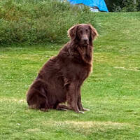 Peggy, tik, flatcoated retriever, 8 år