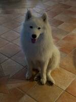 Samojed Stella