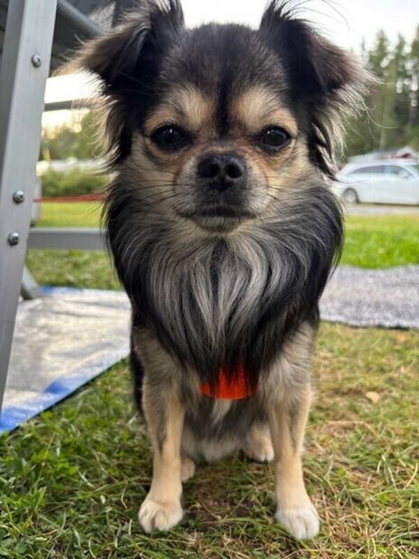 Hund - Chihuahua/Papillon 