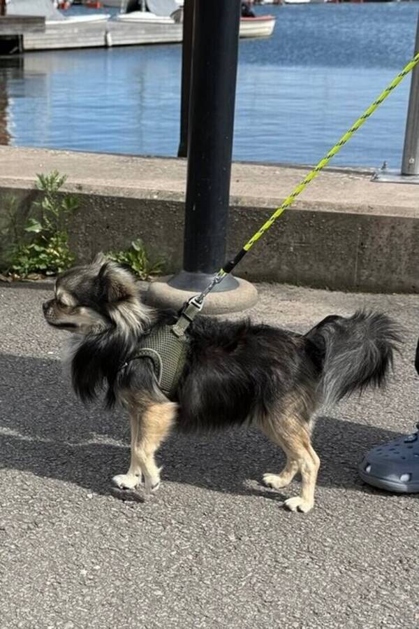 Hund - Chihuahua/Papillon 