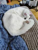 Helvit katt
