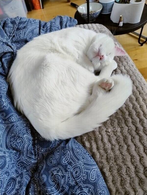 Katt - Helvit katt