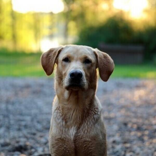 Hund - Thor