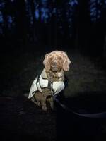 Hunden rally